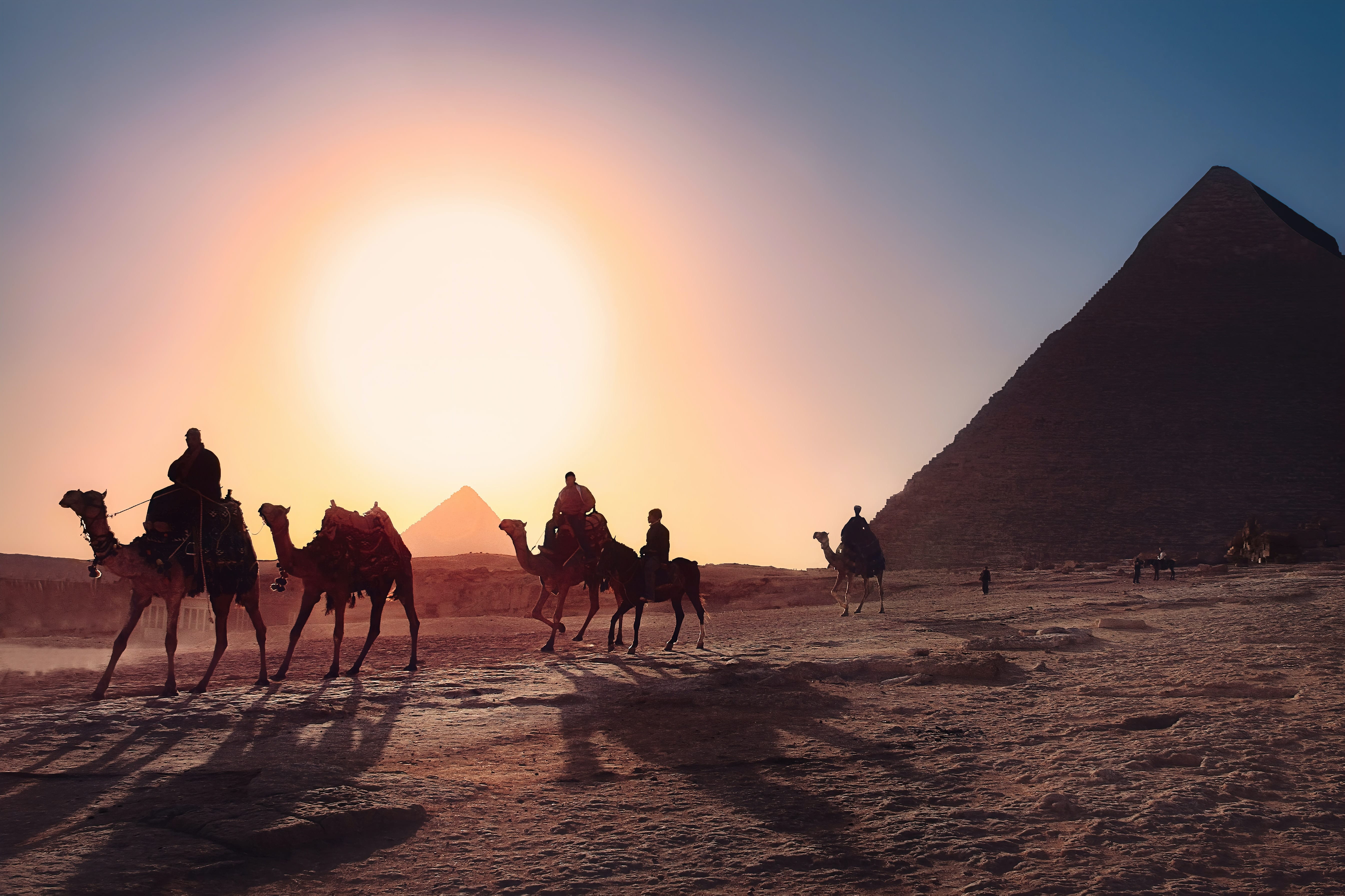 Image of camels with The Great Pyramids of Giza in the background